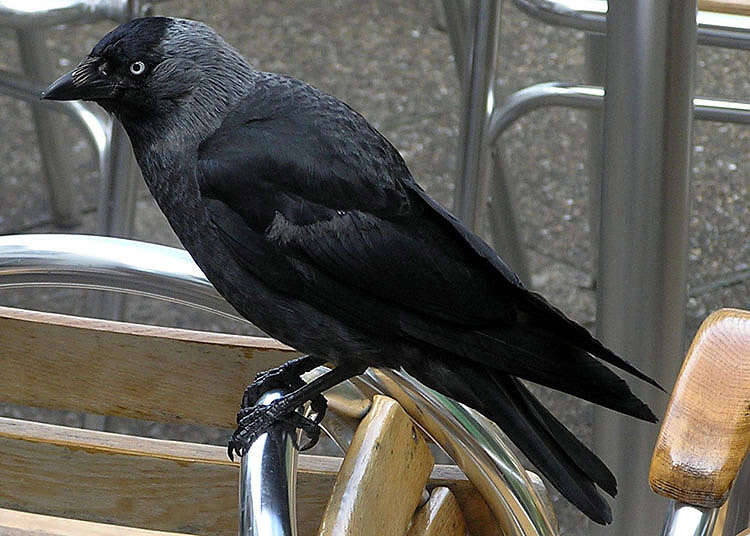 Image of Eurasian Jackdaw