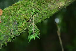 Image of Gastrochilus matsudae Hayata