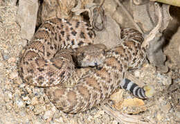 Image of Red Diamond Rattlesnake