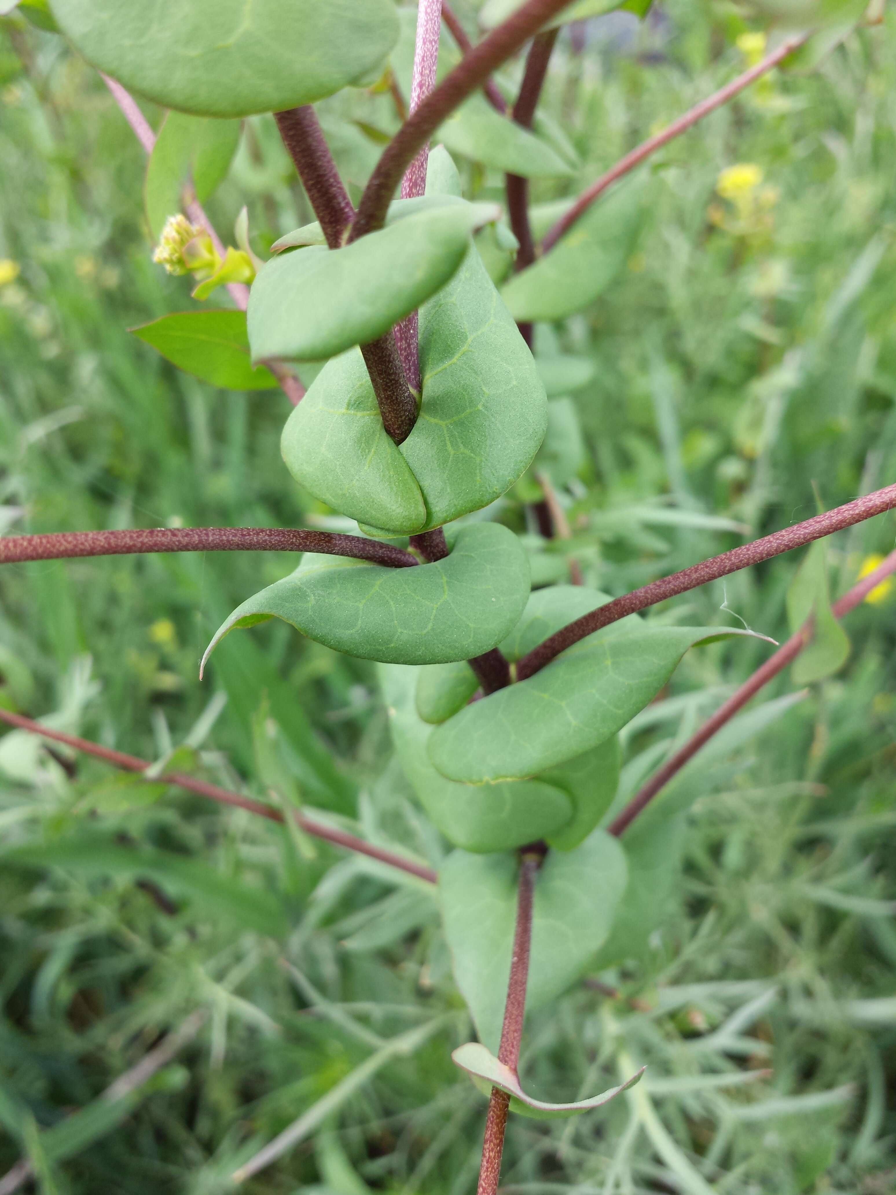 Image of clasping pepperweed