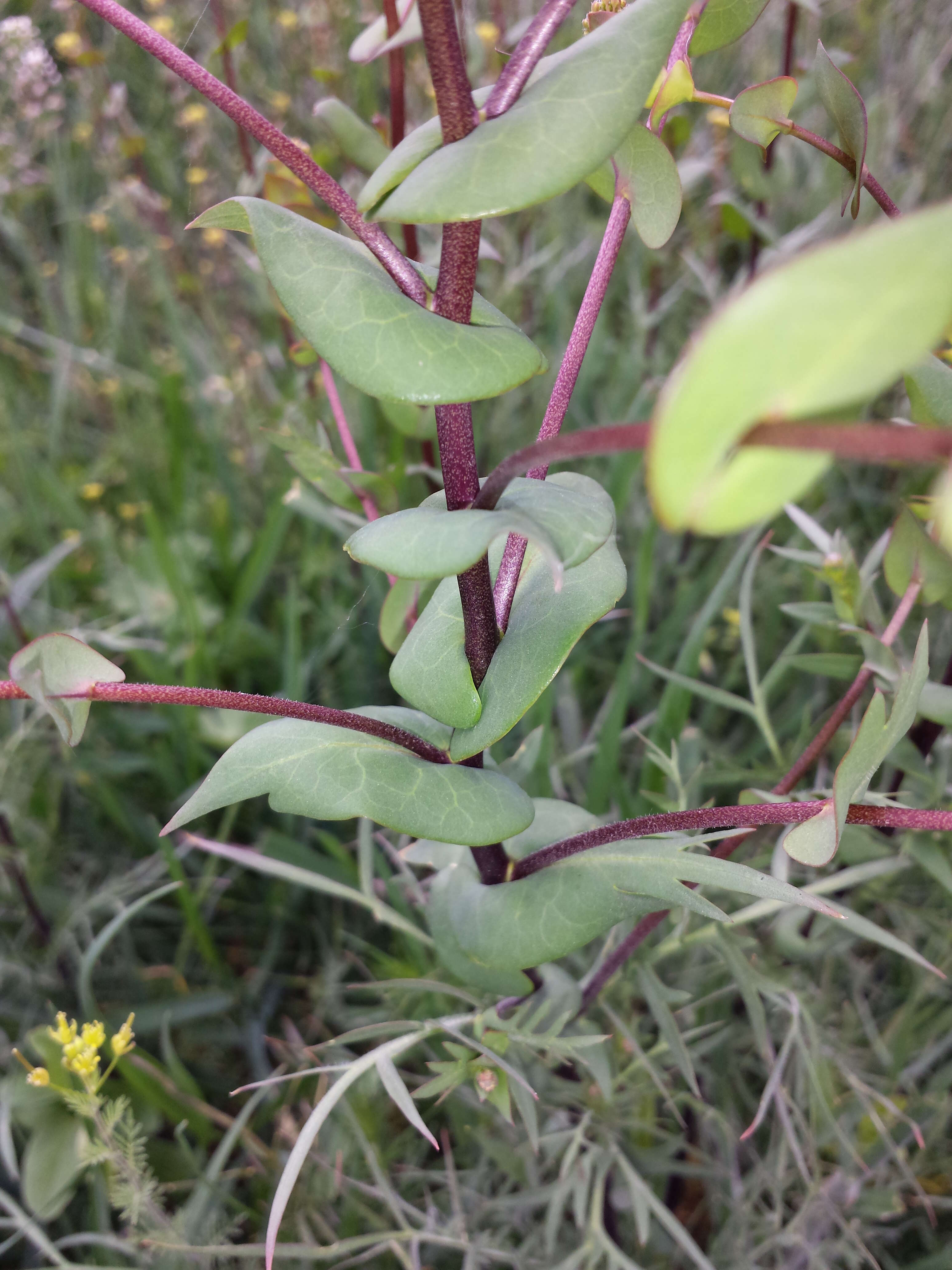 Image of clasping pepperweed