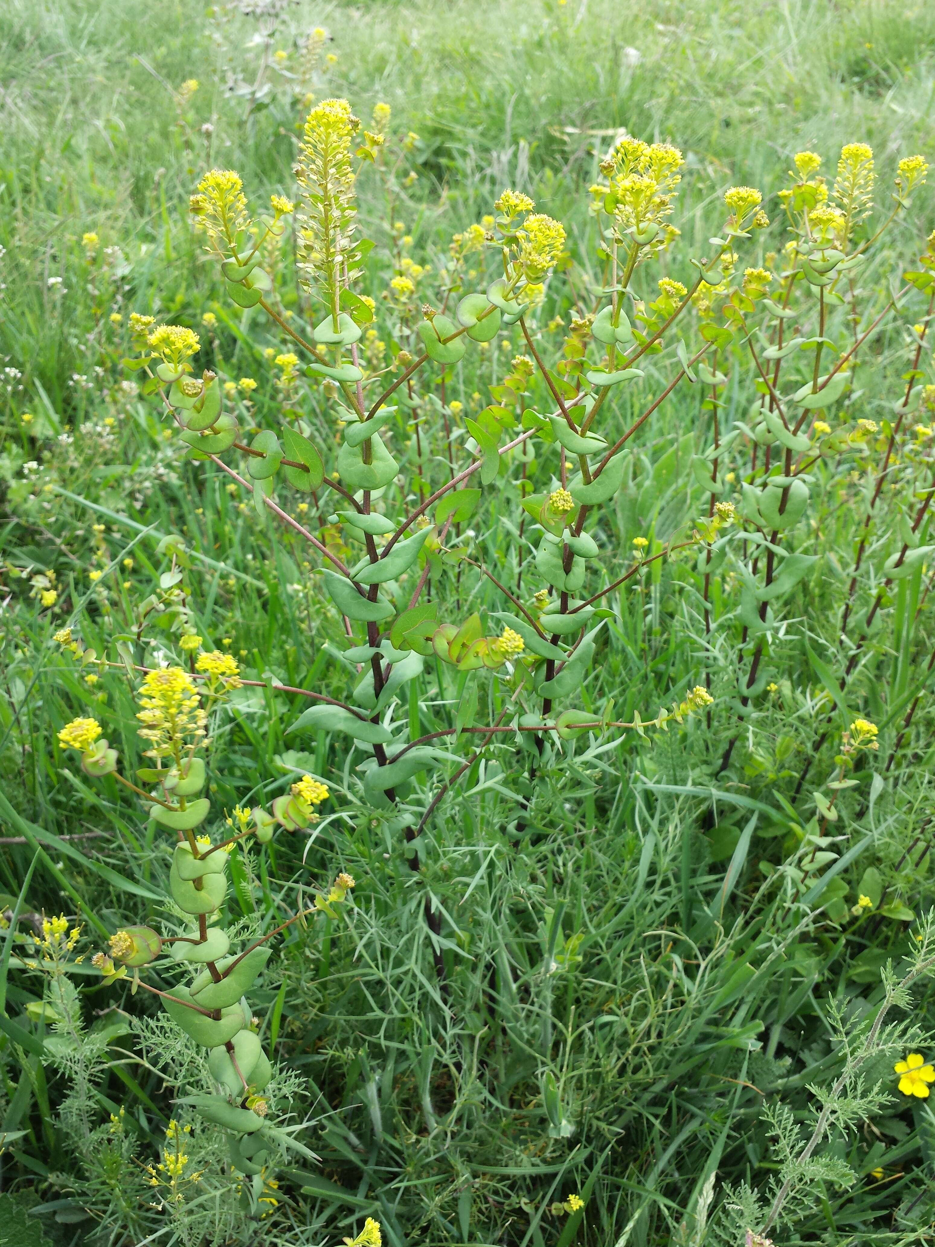 Image of clasping pepperweed