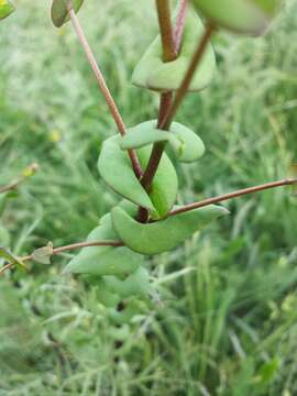 Image of clasping pepperweed