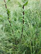 Image of clasping pepperweed