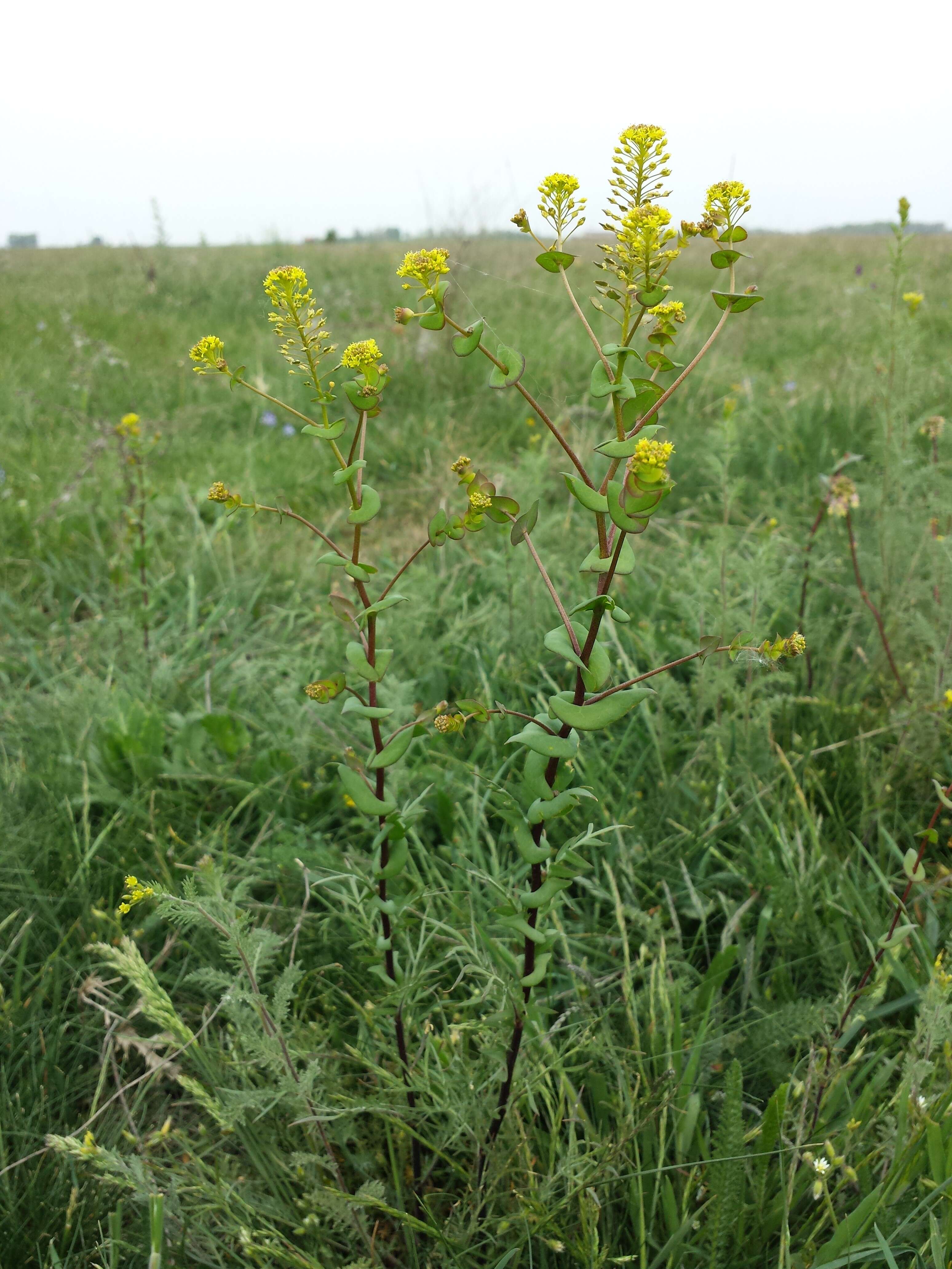 Image of clasping pepperweed