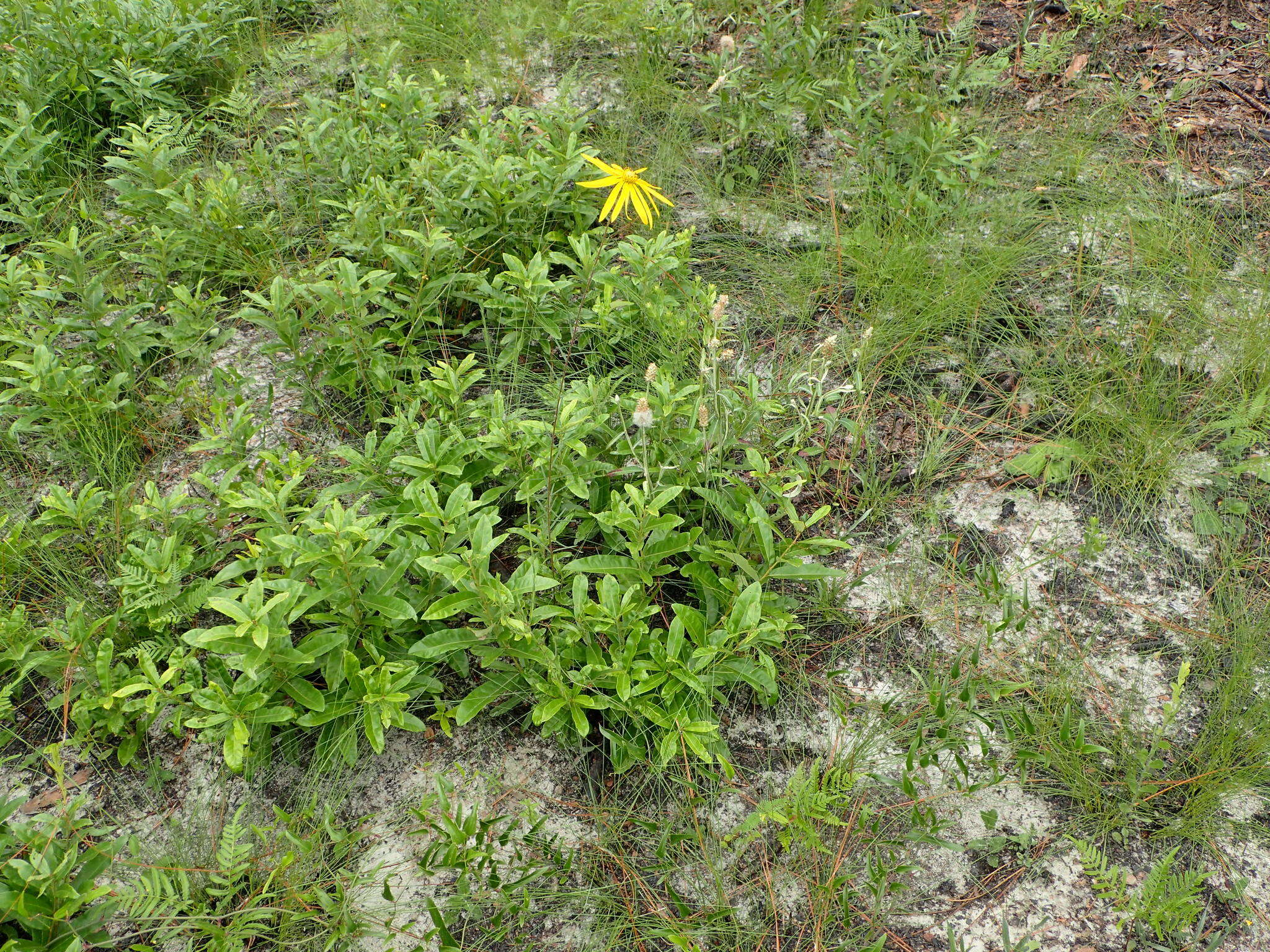 Imagem de Phoebanthus tenuifolia (Torr. & A. Gray) Blake