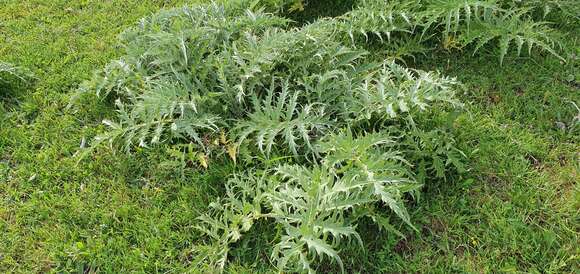 Image of Cynara cardunculus subsp. cardunculus