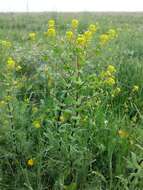 Image of clasping pepperweed