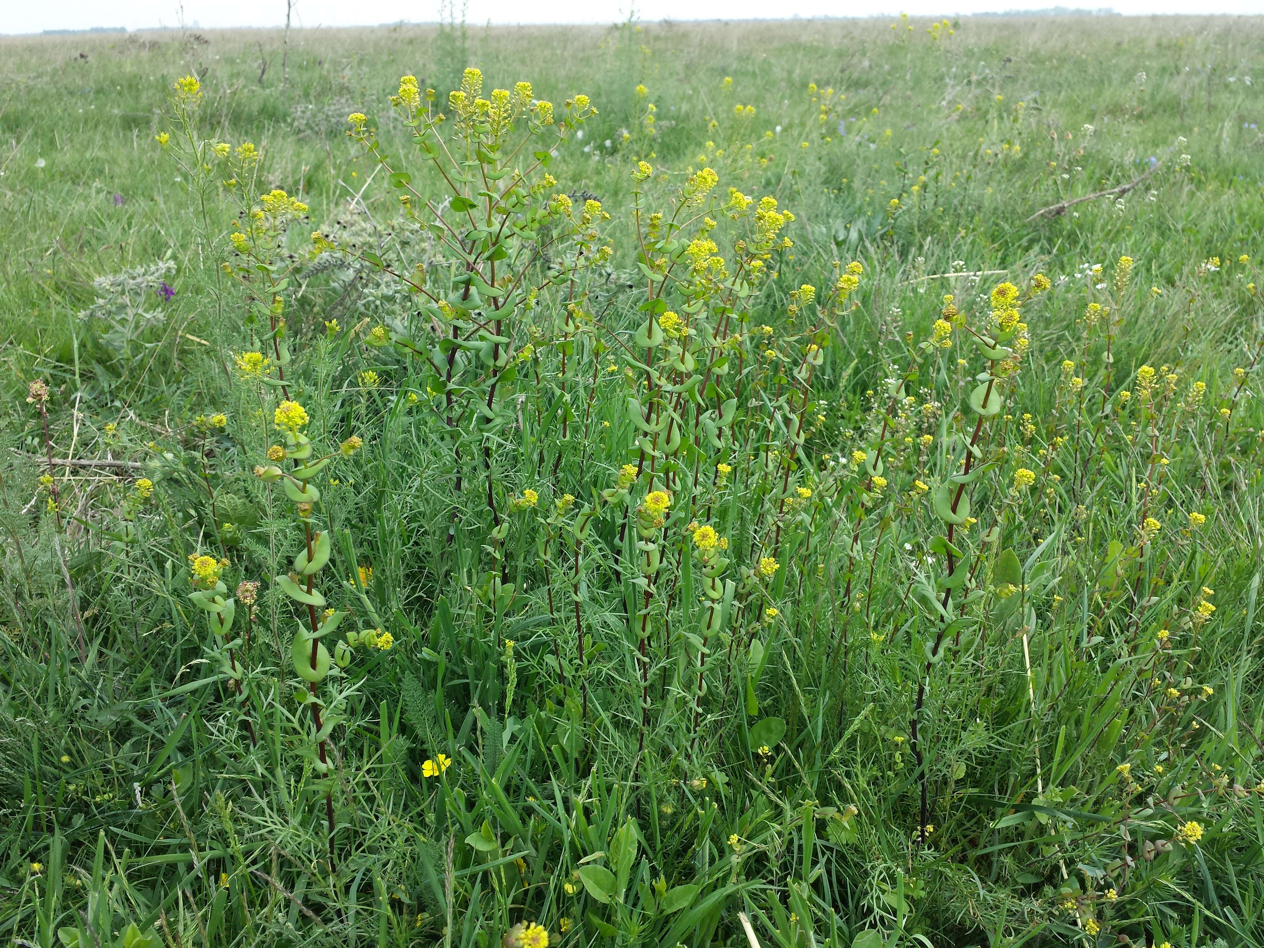 Image of clasping pepperweed