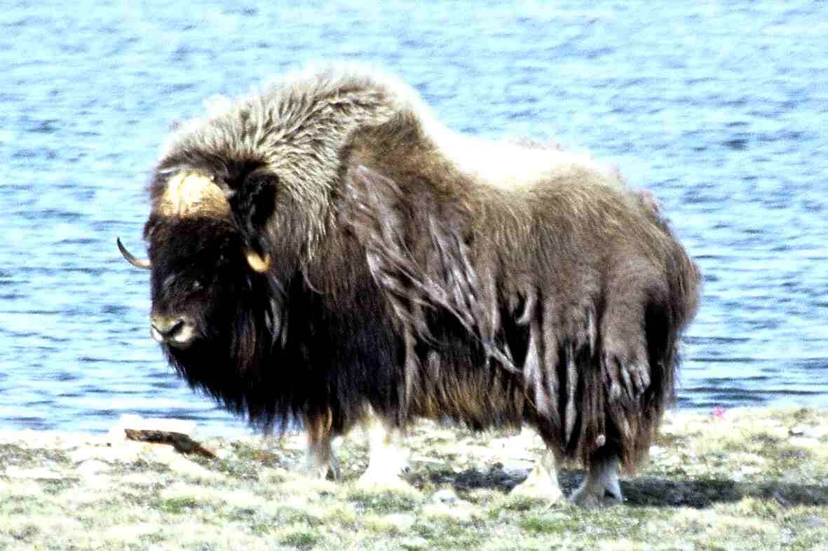 Image of muskox