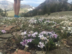 Imagem de Phlox diffusa Benth.