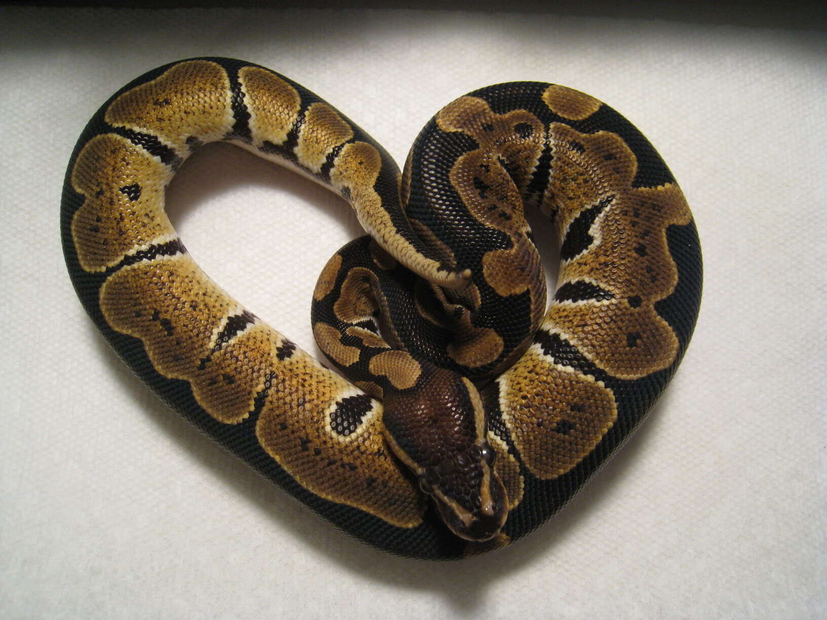 Image of Ball Python