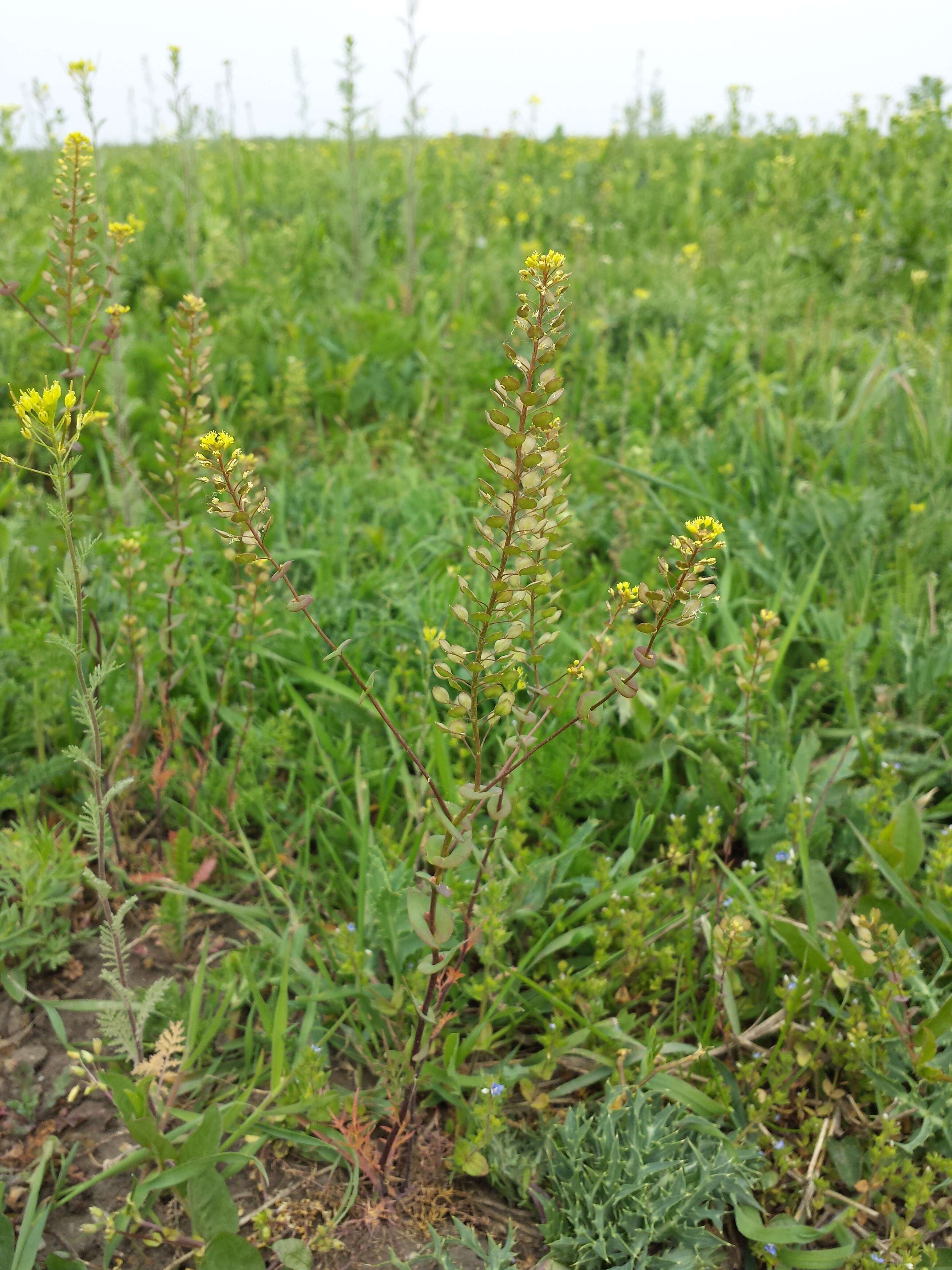 Image of clasping pepperweed