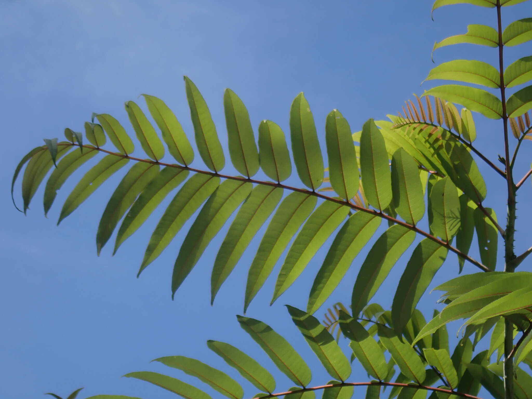 Слика од Zanthoxylum ailanthoides Siebold & Zucc.