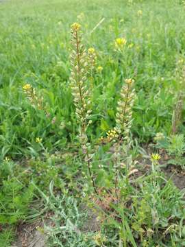 Image of clasping pepperweed