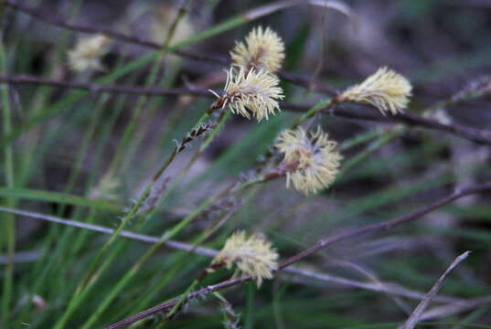 Image of Carex pediformis C. A. Mey.