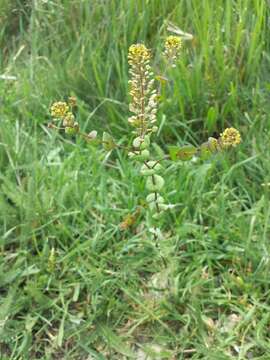 Image of clasping pepperweed