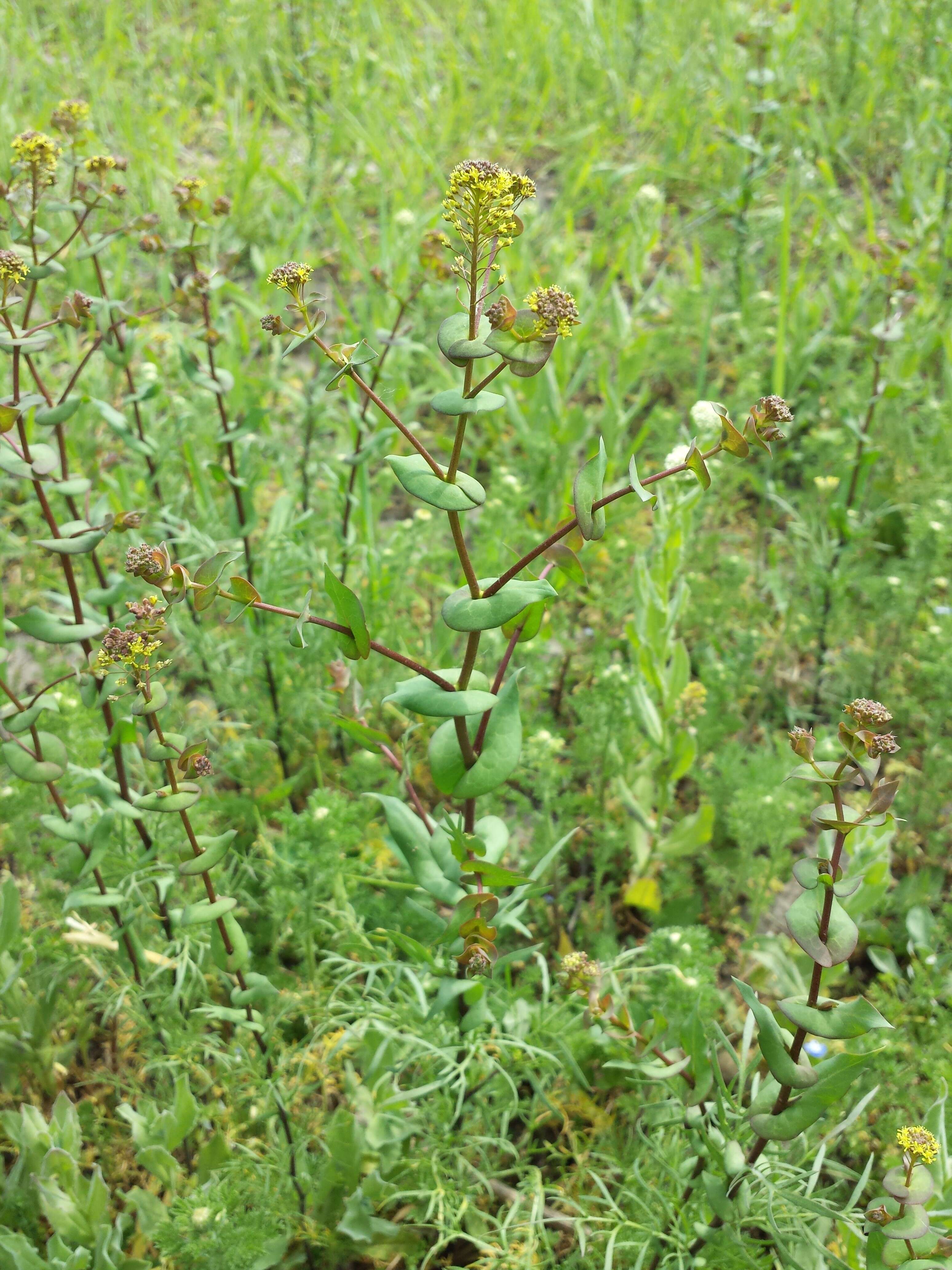 Image of clasping pepperweed