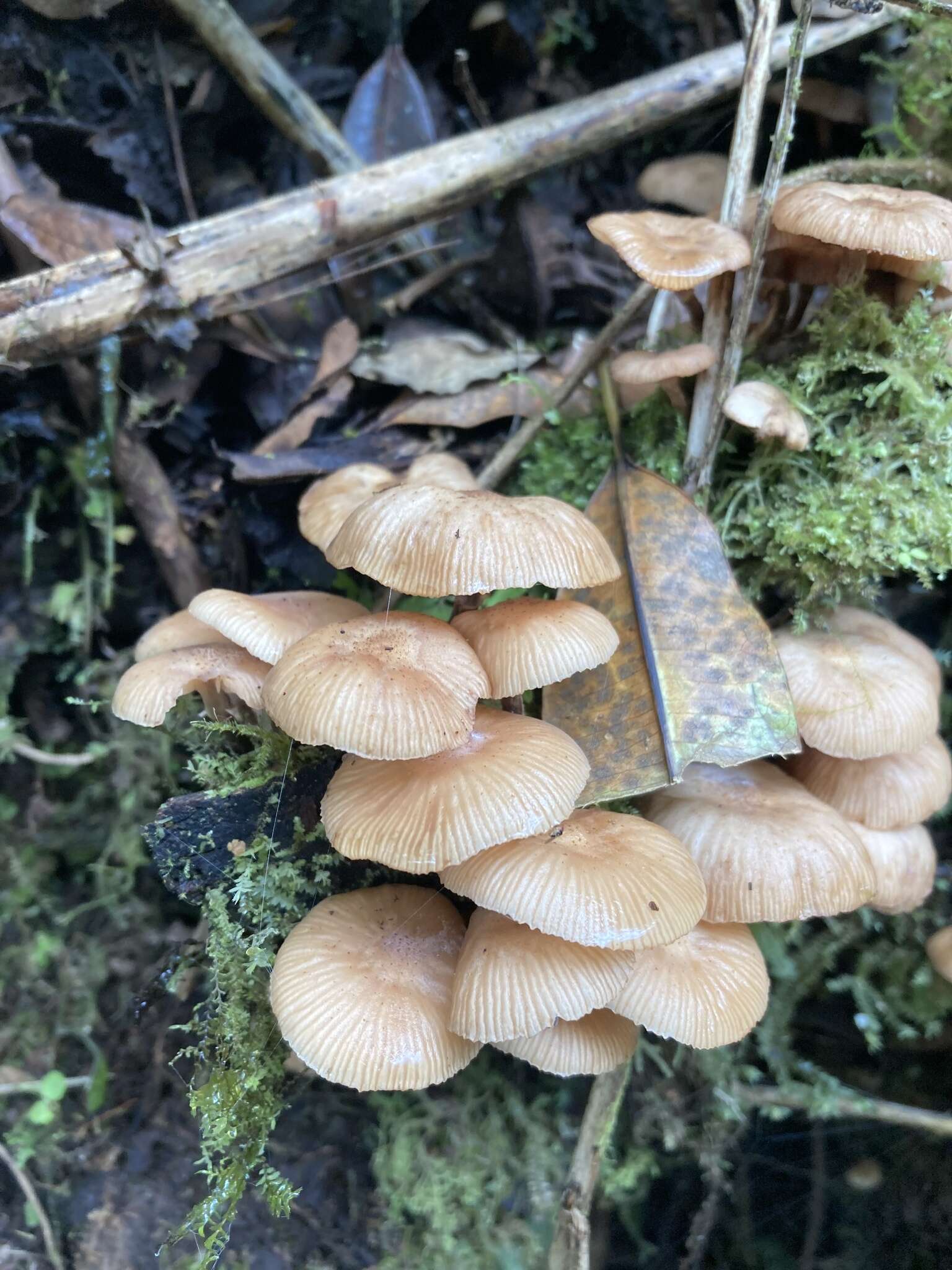 Image of Armillaria puiggarii Speg. 1889