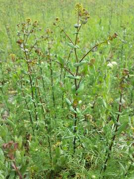 Image of clasping pepperweed