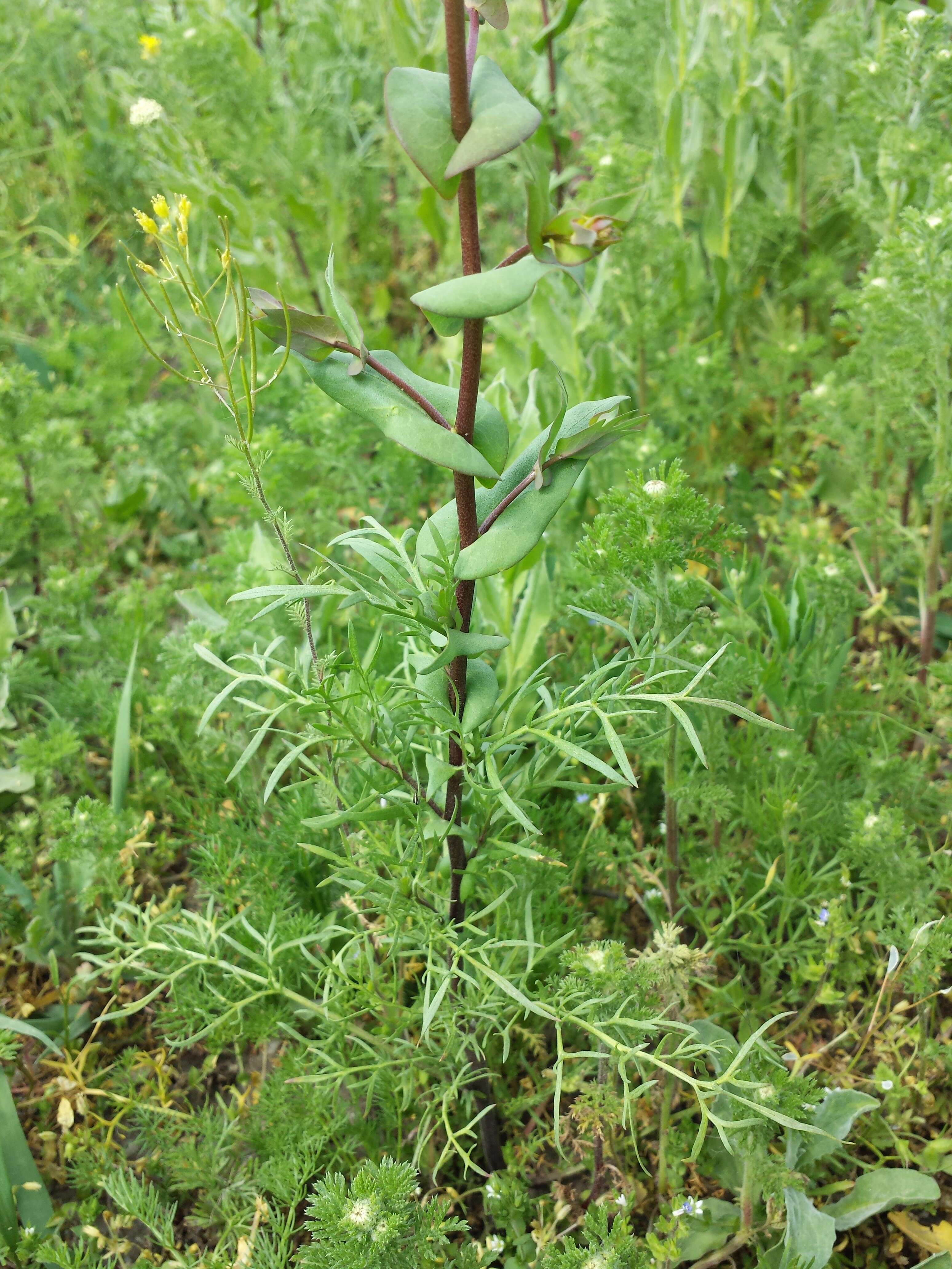 Image of clasping pepperweed