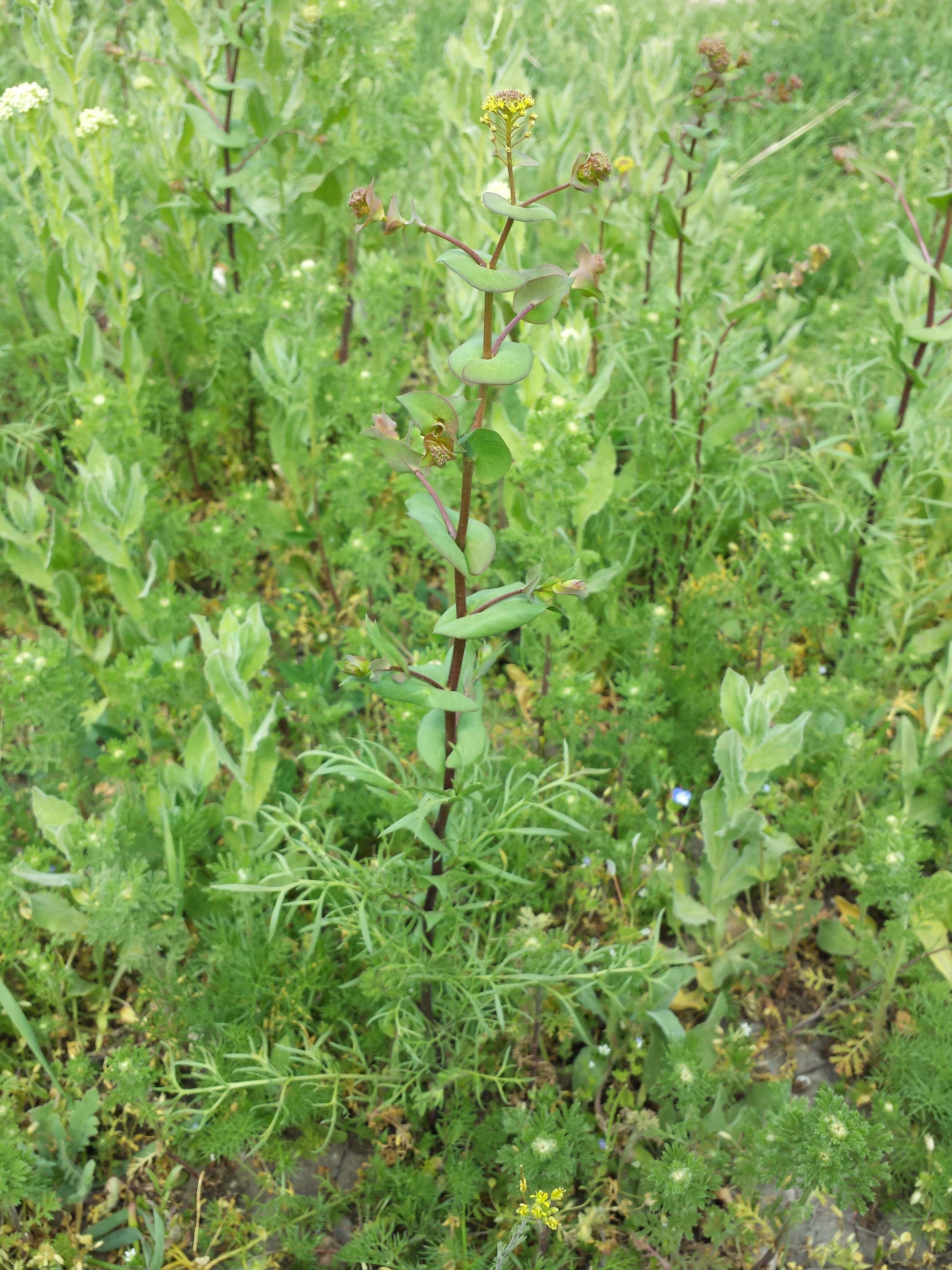 Image of clasping pepperweed