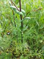 Image of clasping pepperweed