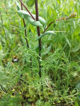 Image of clasping pepperweed