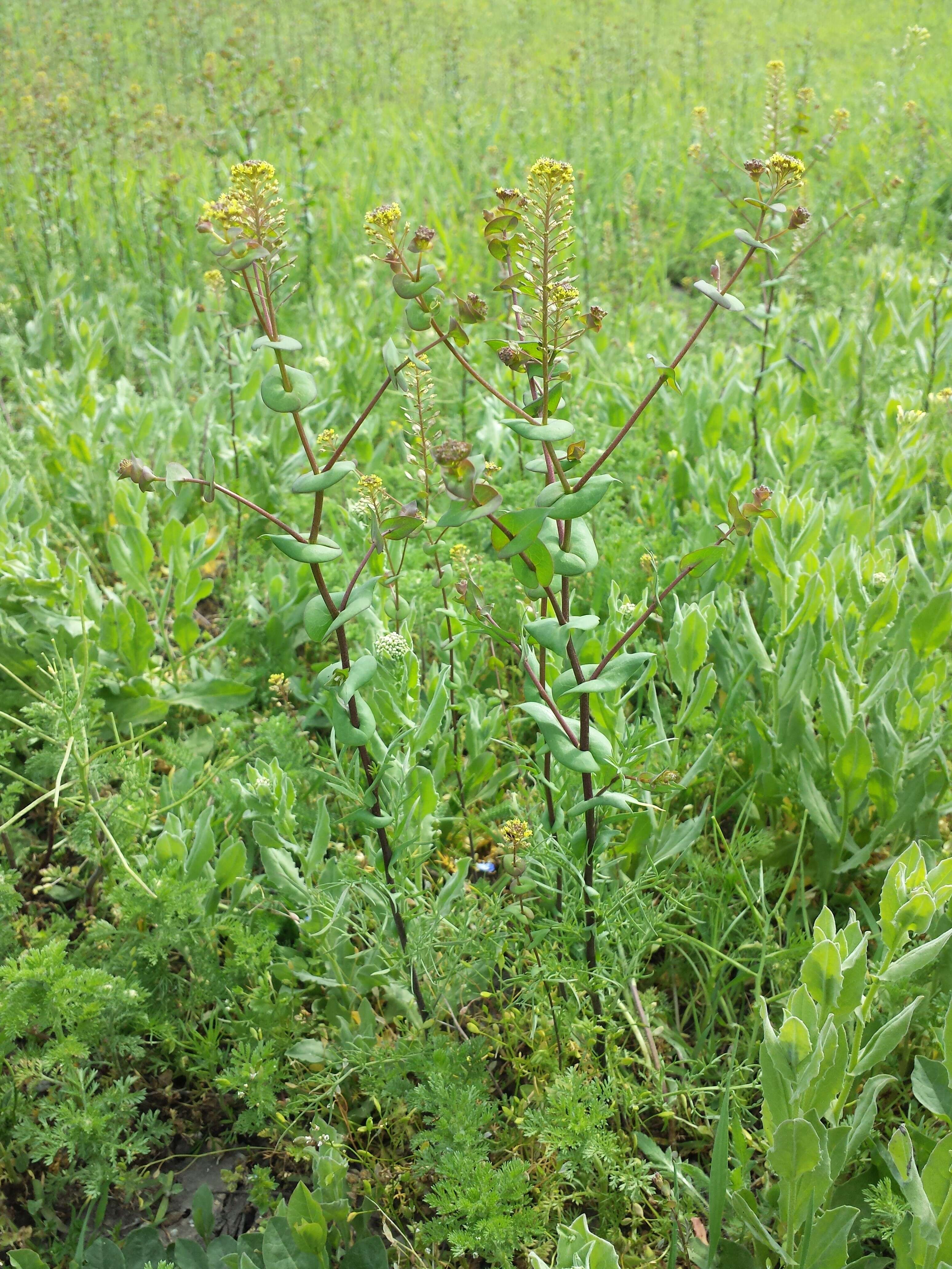 Image of clasping pepperweed