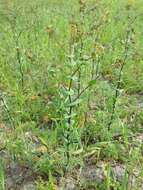 Image of clasping pepperweed