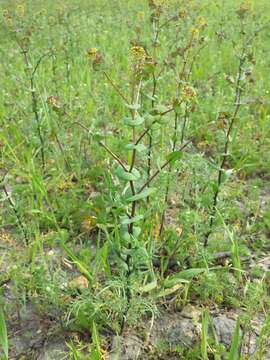 Image of clasping pepperweed