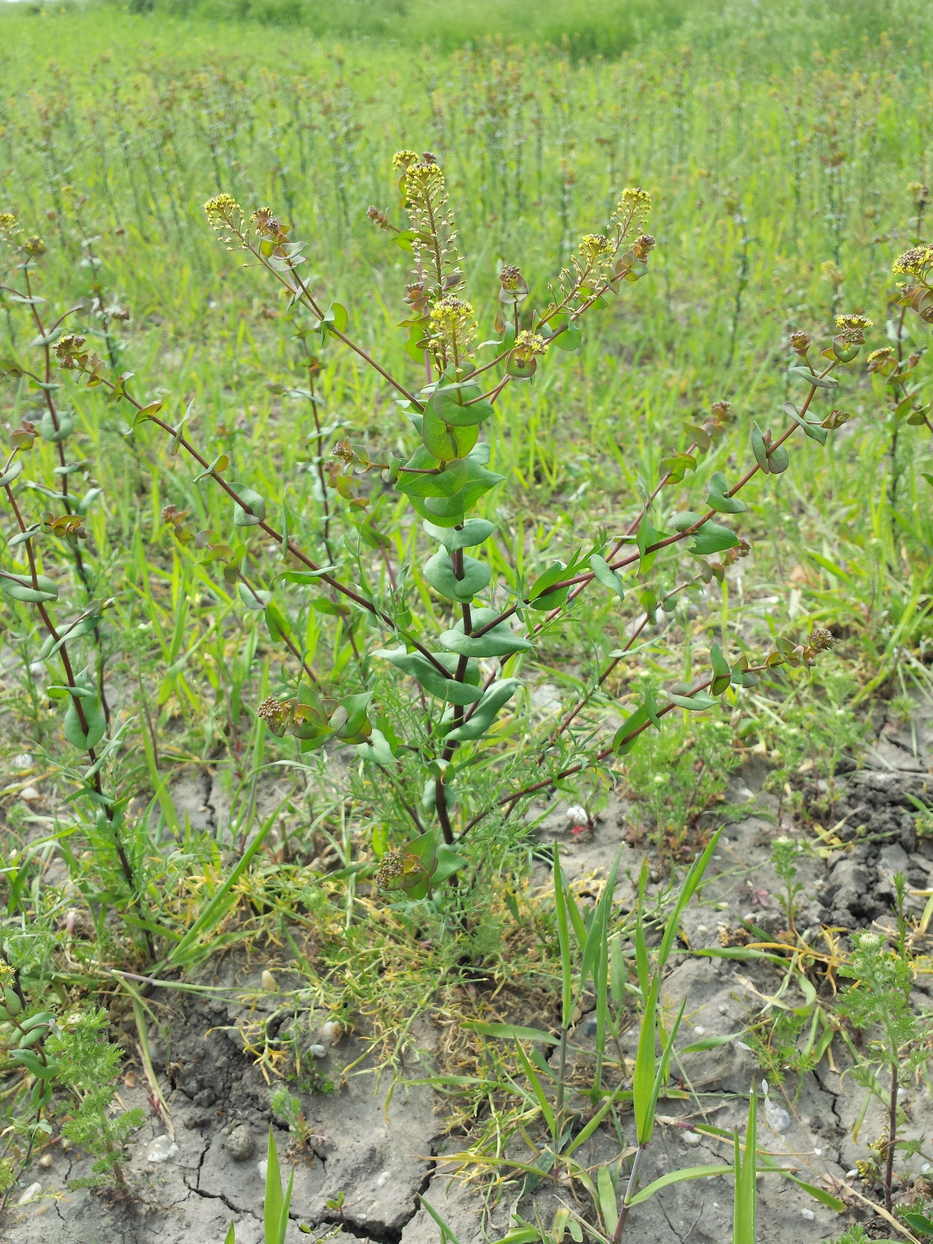 Image of clasping pepperweed