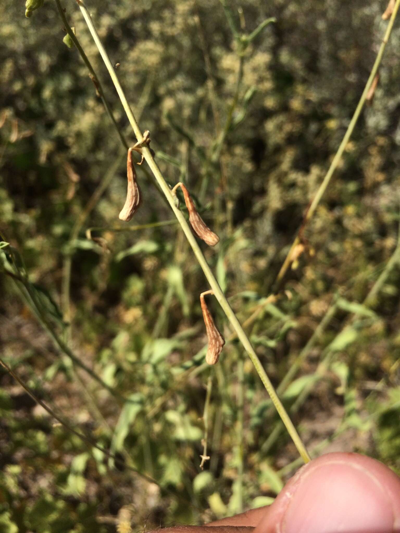 Image of red cyphomeris