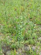 Image of clasping pepperweed