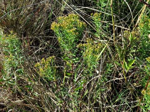 Image of bushy goldentop