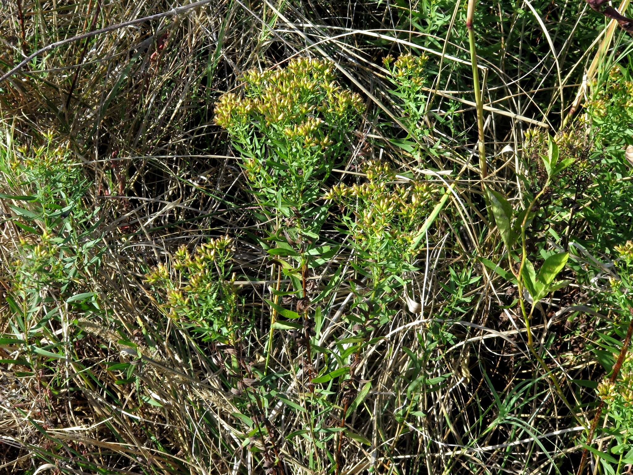 Plancia ëd Euthamia leptocephala (Torr. & A. Gray) Greene