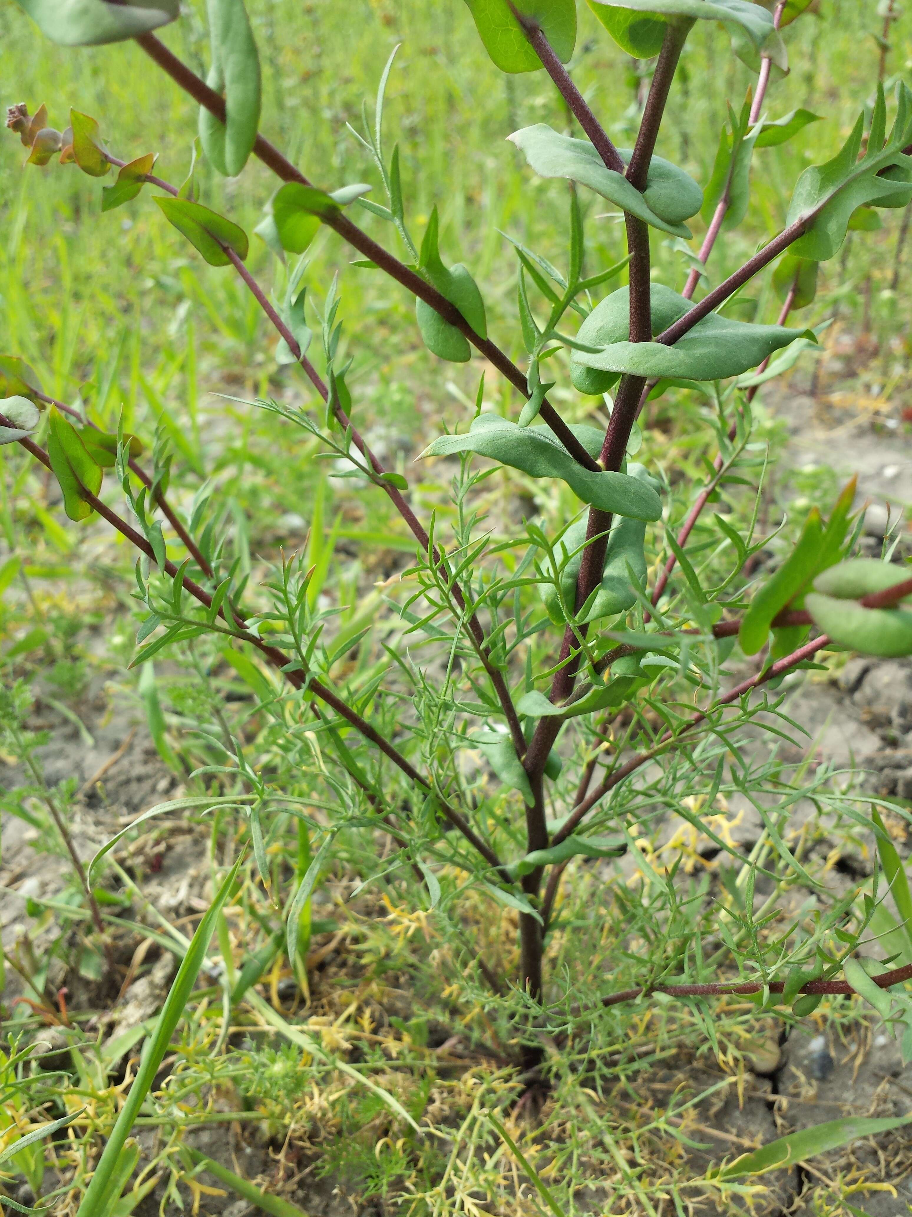 Image of clasping pepperweed