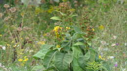 Image of Inula racemosa Hook. fil.