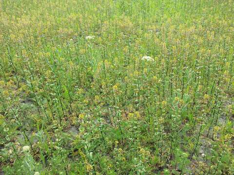 Image of clasping pepperweed