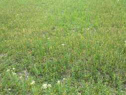 Image of clasping pepperweed