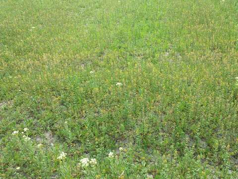 Image of clasping pepperweed