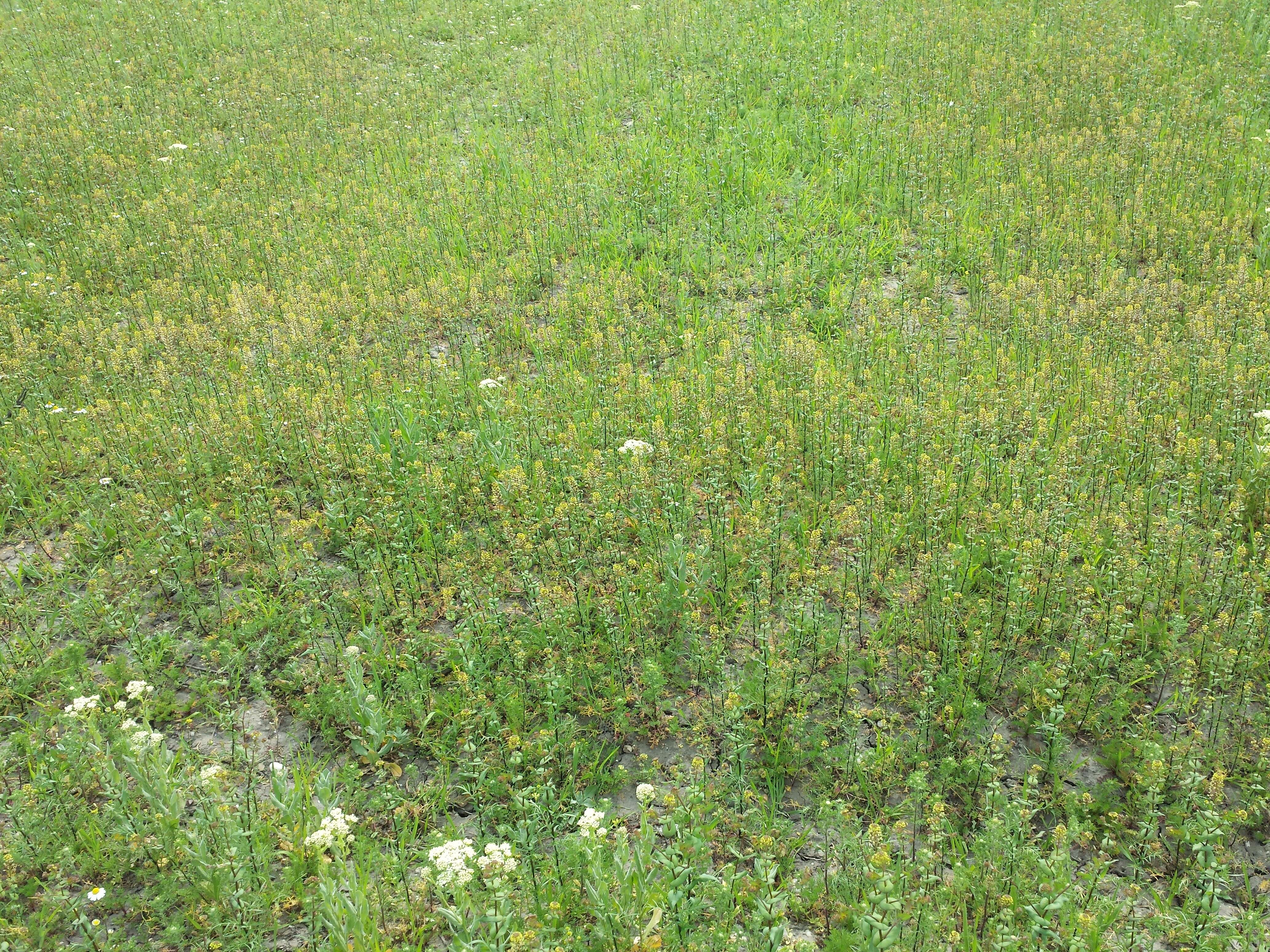 Image of clasping pepperweed