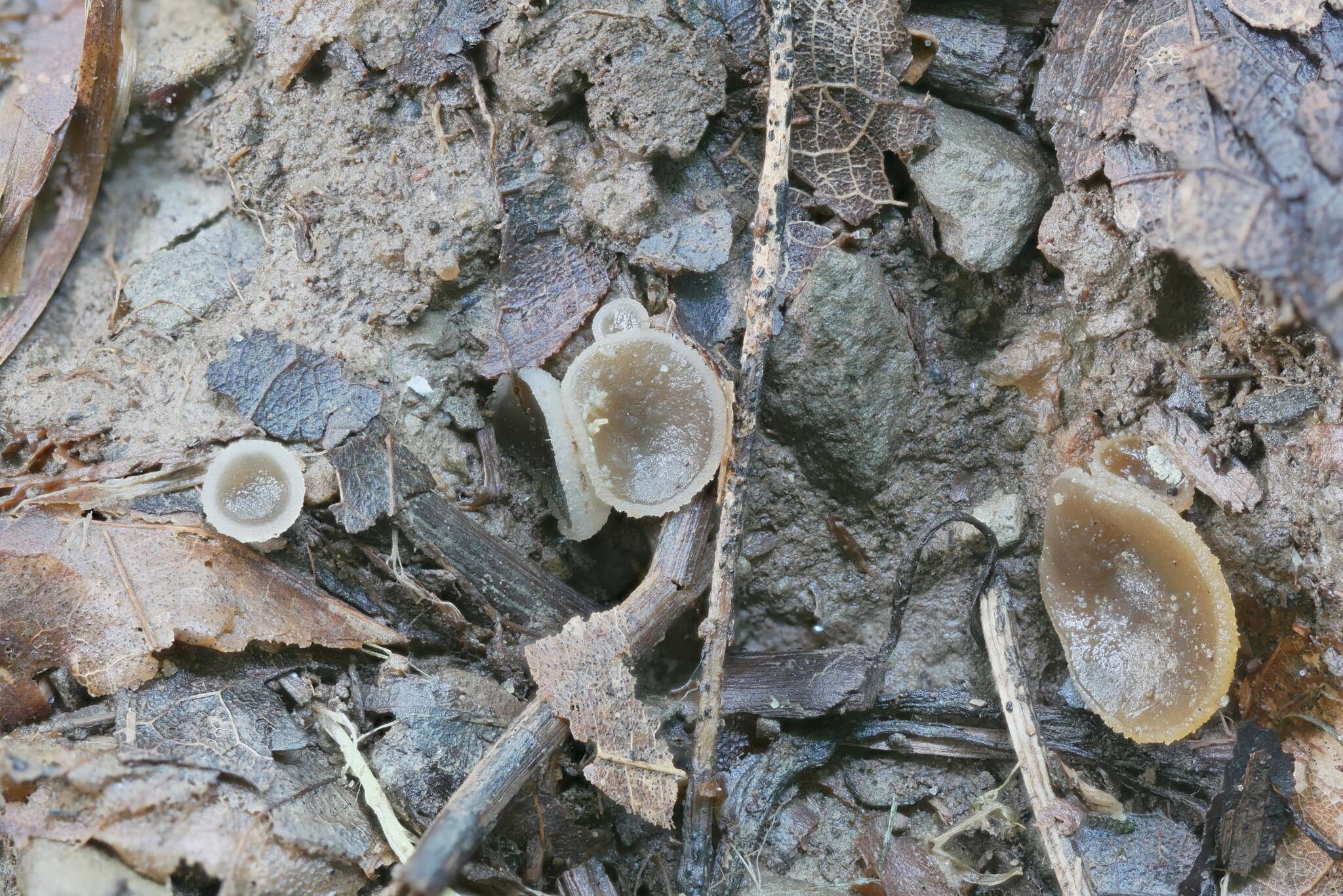 Imagem de Pachyella celtica (Boud.) Häffner 1993