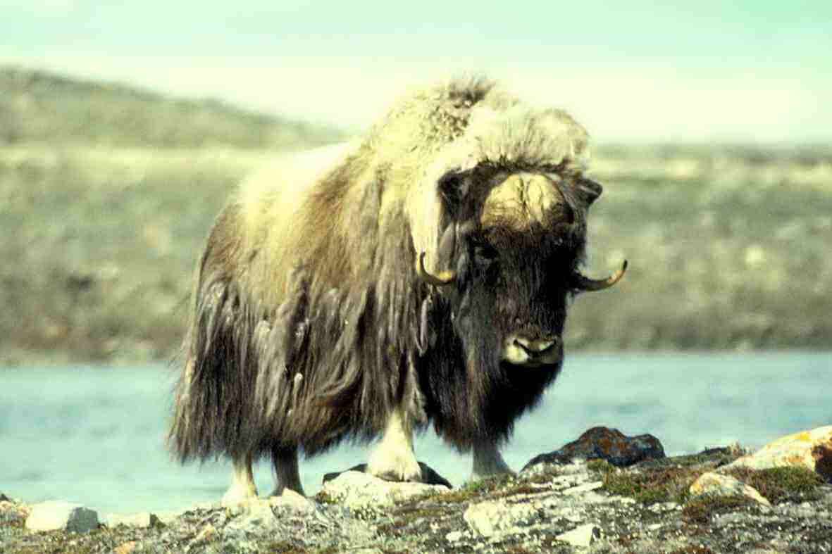 Image of muskox