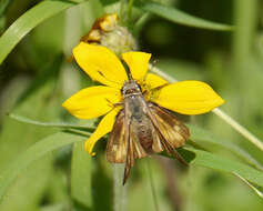 Atalopedes campestris Boisduval 1852 resmi