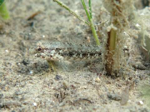 Image of Couch's Goby