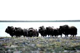 Image of muskox