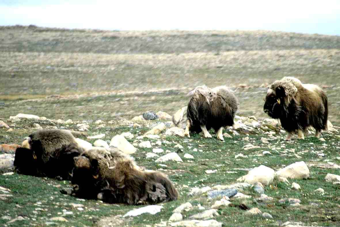 Image of muskox