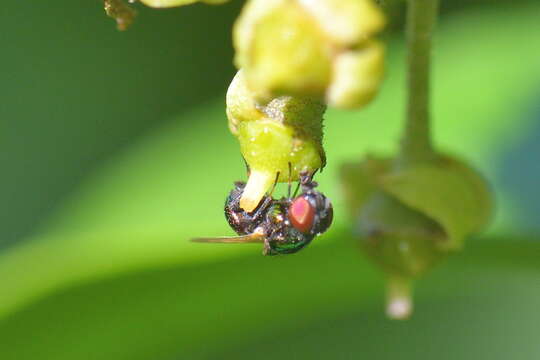 Image of Lance fly