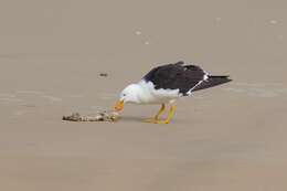 Image of Pacific Gull